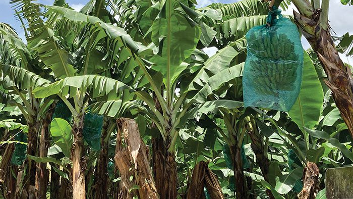 新的制氫技術? 新的制氫技術?